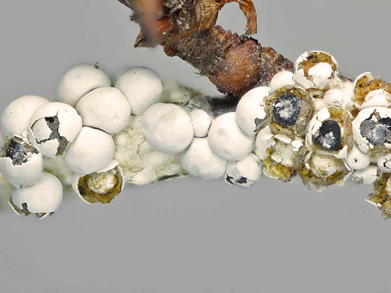 Diderma meyerae