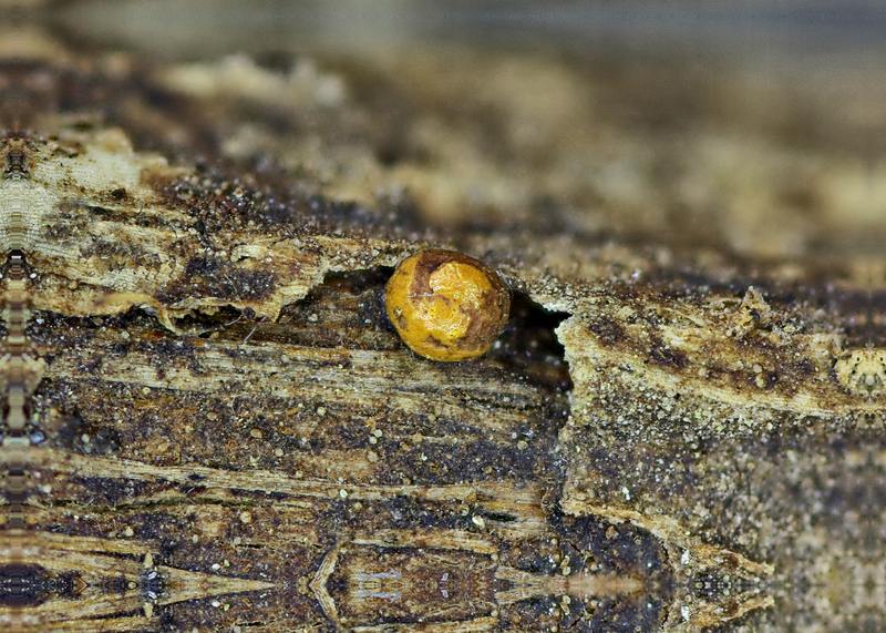 Perichaena vermicularis