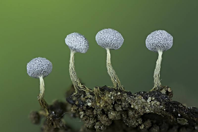 Physarum sp.