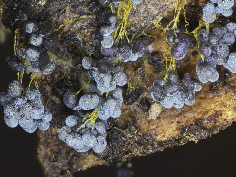 Badhamia utricularis