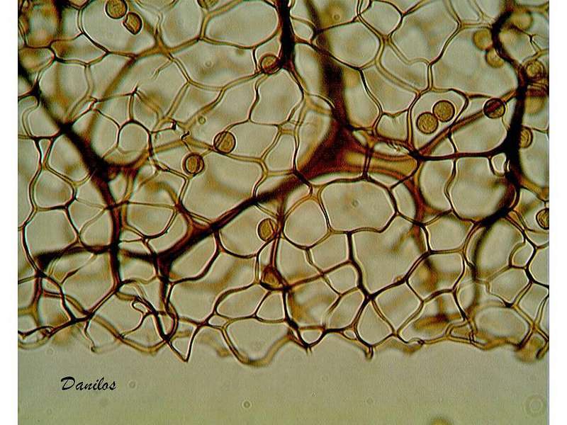 Stemonitis splendens ??