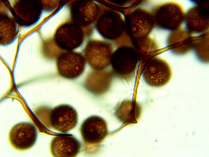 Meriderma aggregatum???