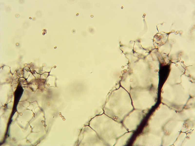 Stemonitis herbatica??