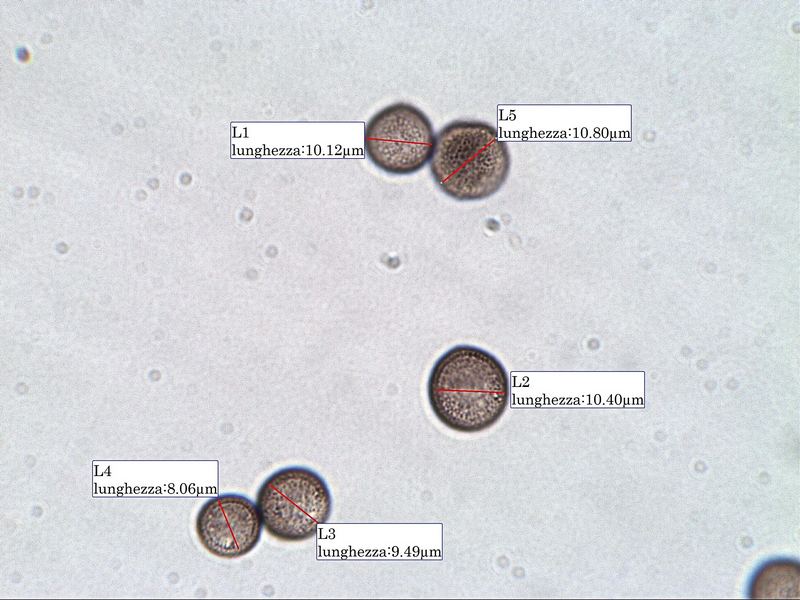 Enerthenema papillatum