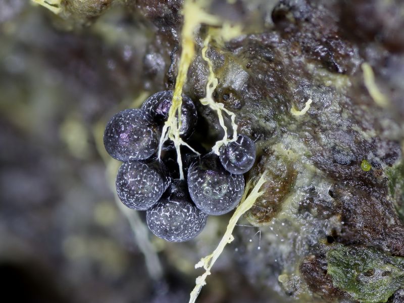 Badhamia utricularis