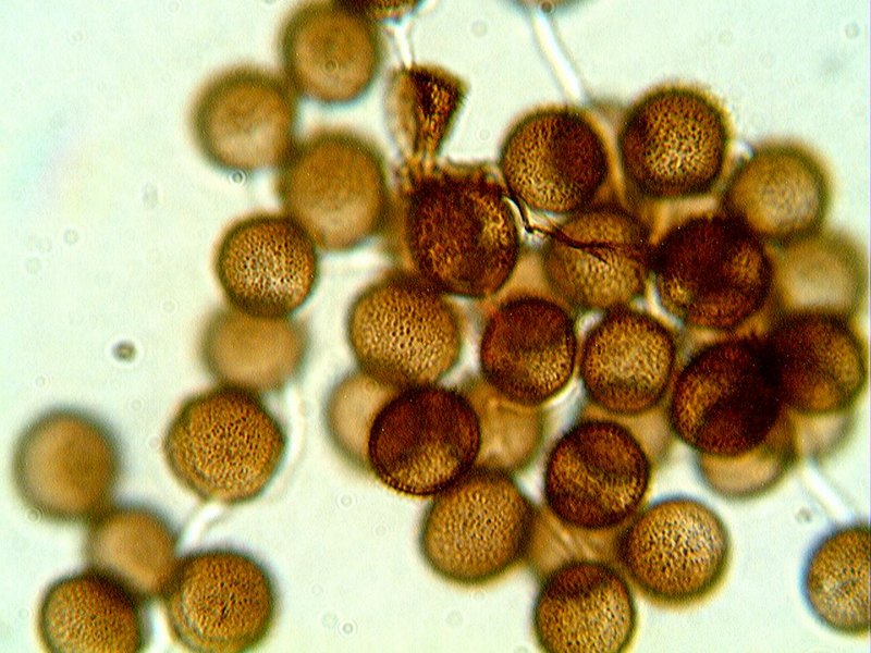 Lamproderma sp.