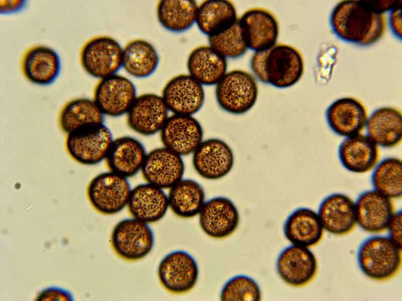 Diderma meyerae