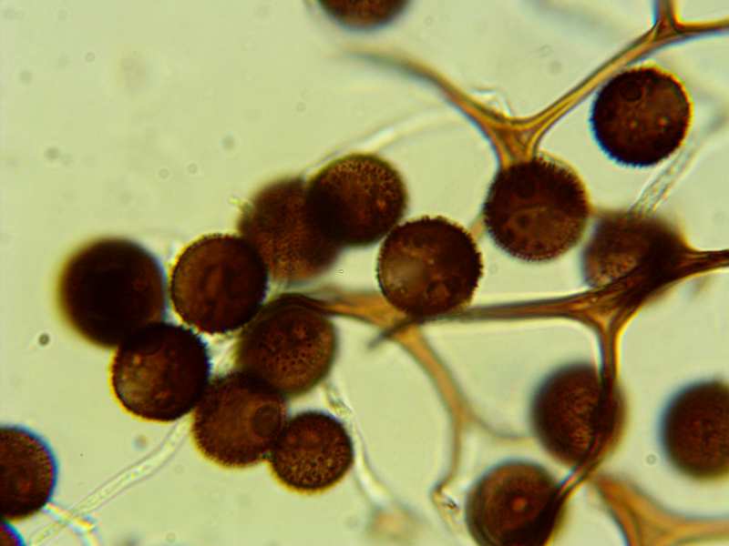 Meriderma aggregatum???