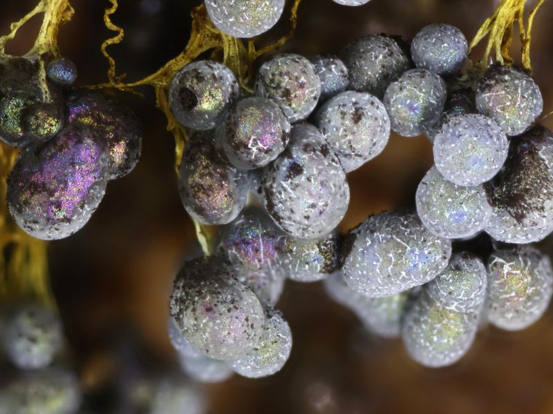 Badhamia utricularis