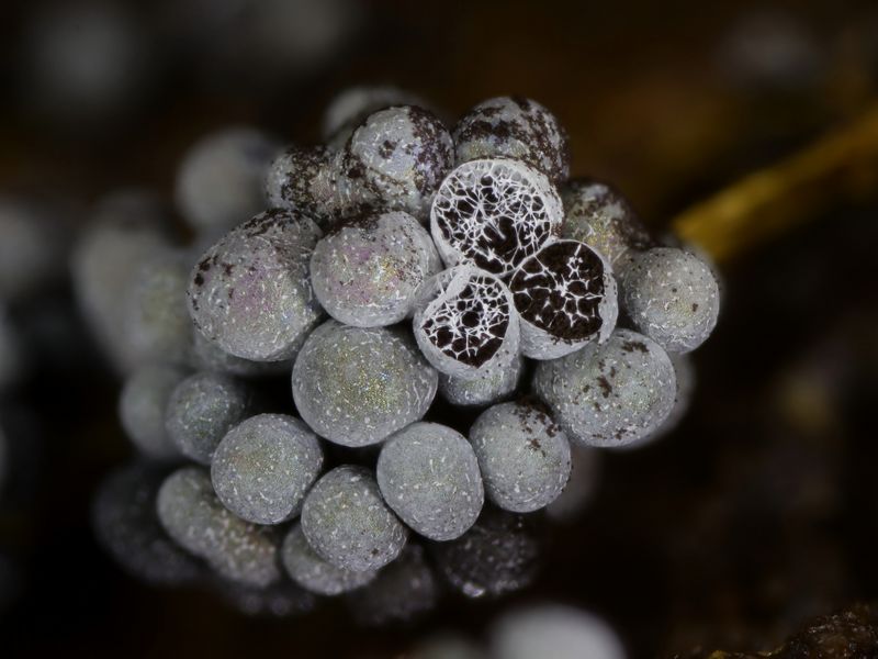 Badhamia utricularis