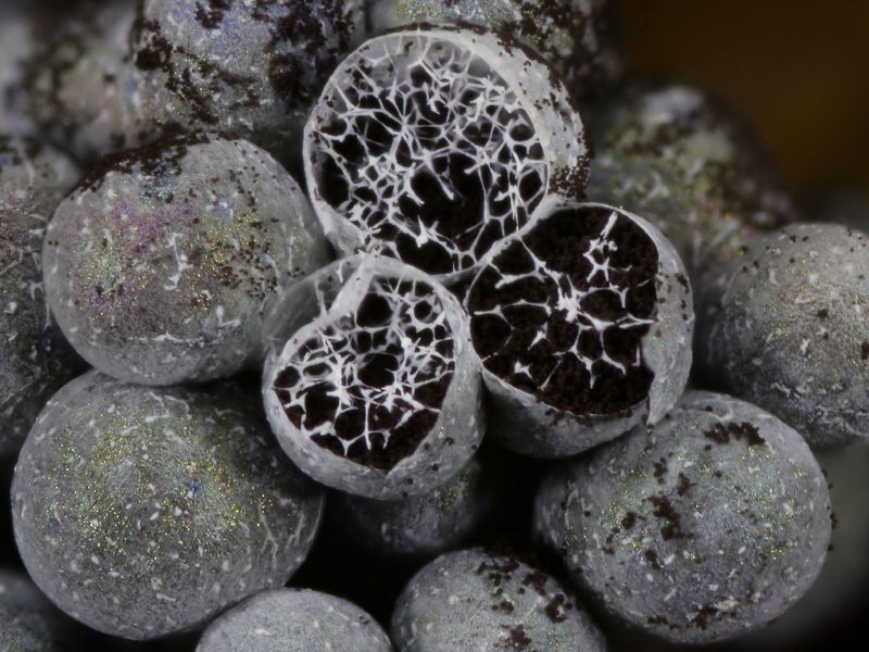 Badhamia utricularis