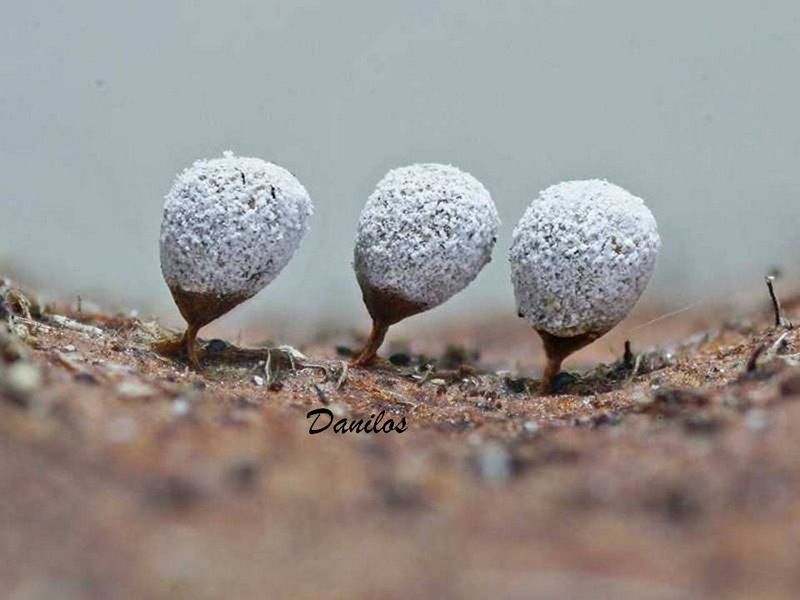 Craterium aureonucleatum