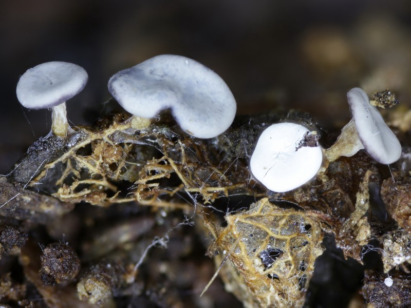 Diderma hemisphaericum