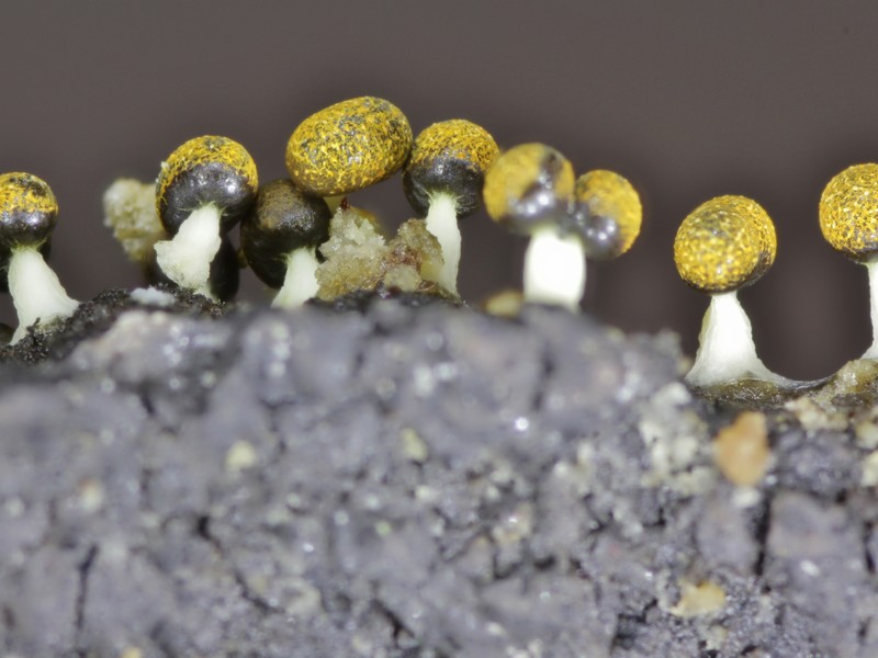 Physarum  melleum