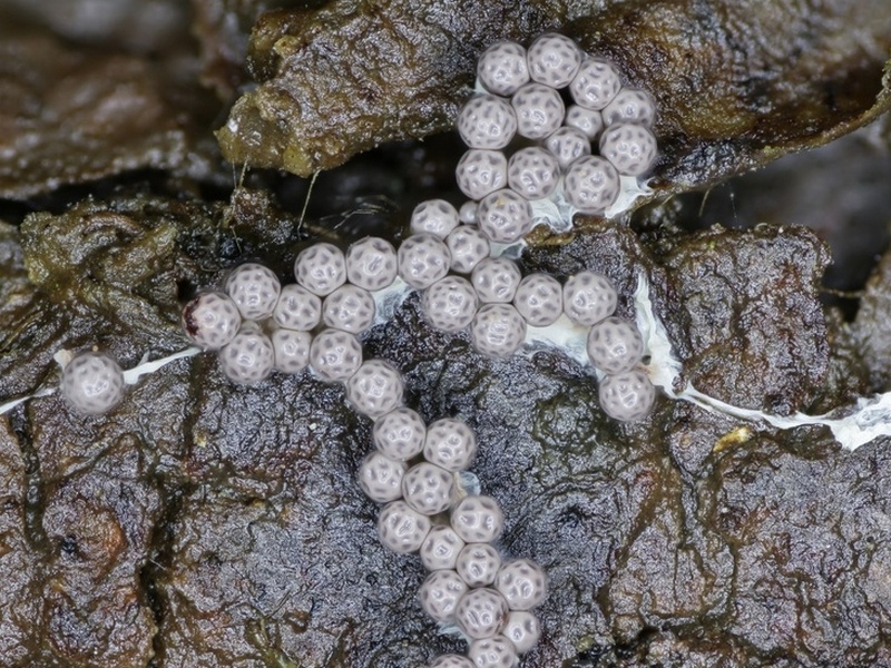 Lepidoderma sp.