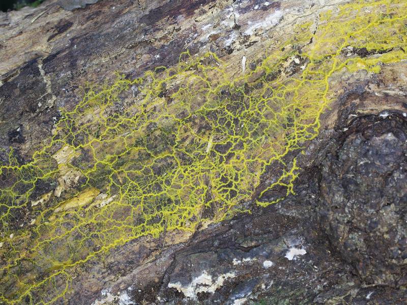 Badhamia utricularis