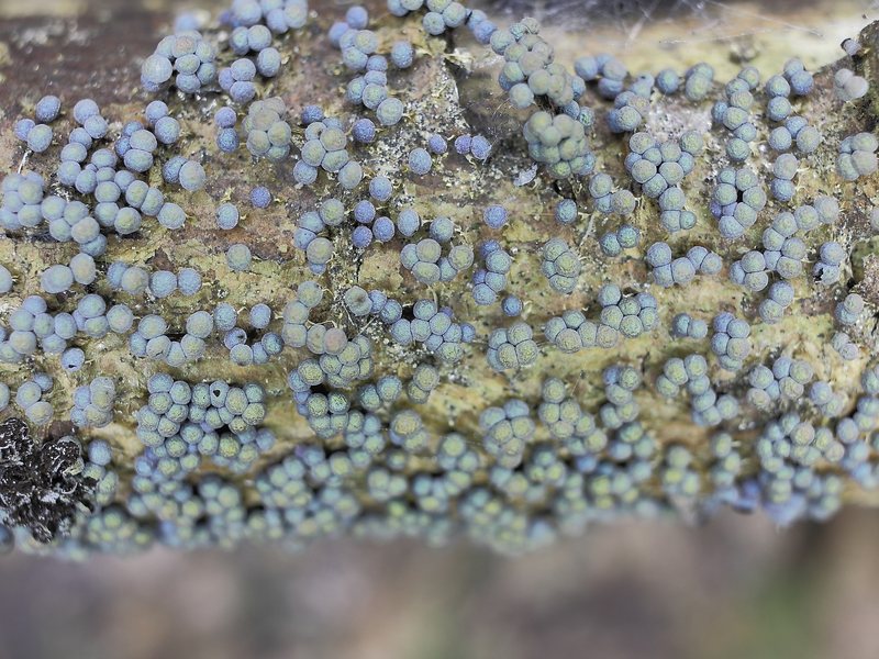 Badhamia foliicola??