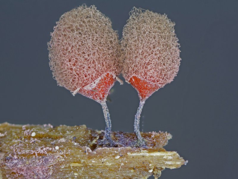 Escursione Monte Baldo 1