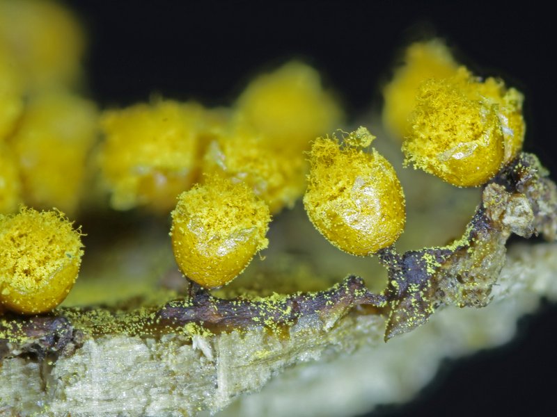 Escursione Monte Baldo 2