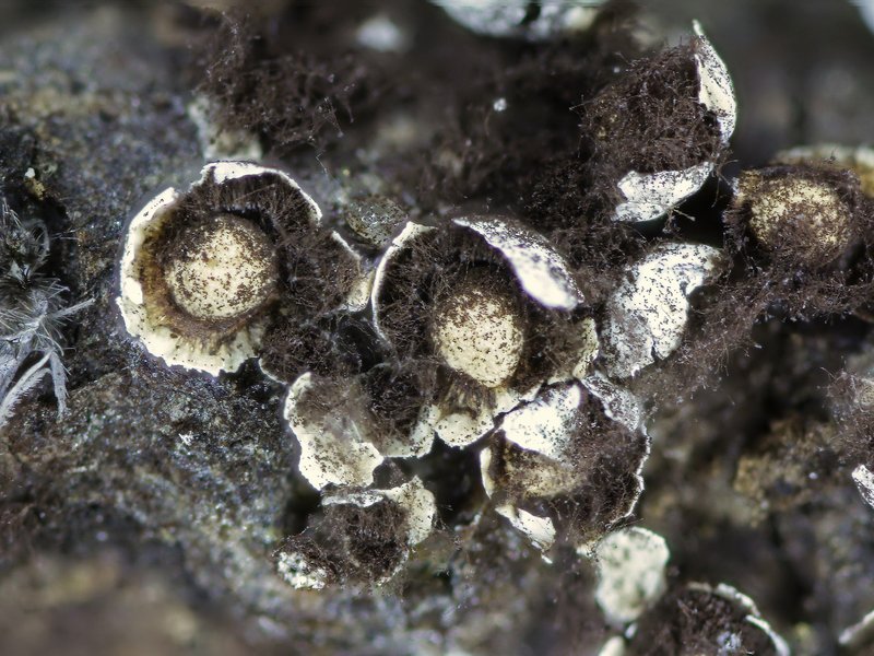 Escursione Monte Baldo 4