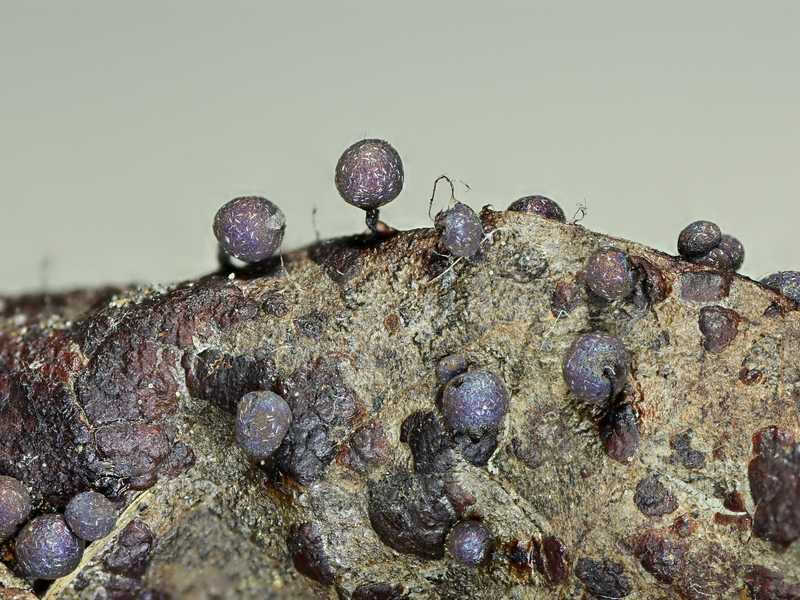 Lamproderma arcyrioides??