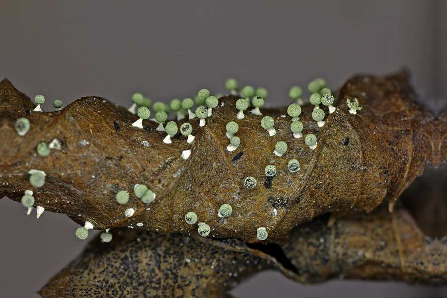 Physarum melleum f. luteum