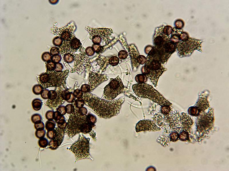 Physarum sp.