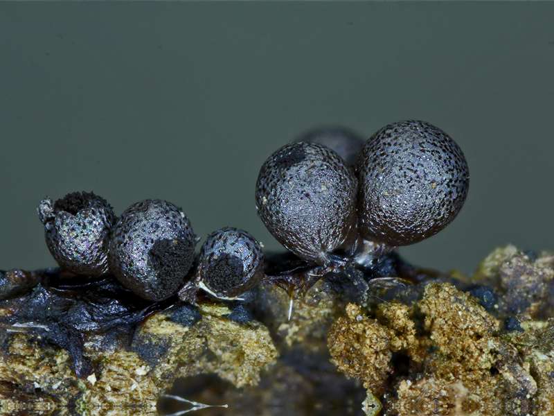 Lamproderma echinosporum