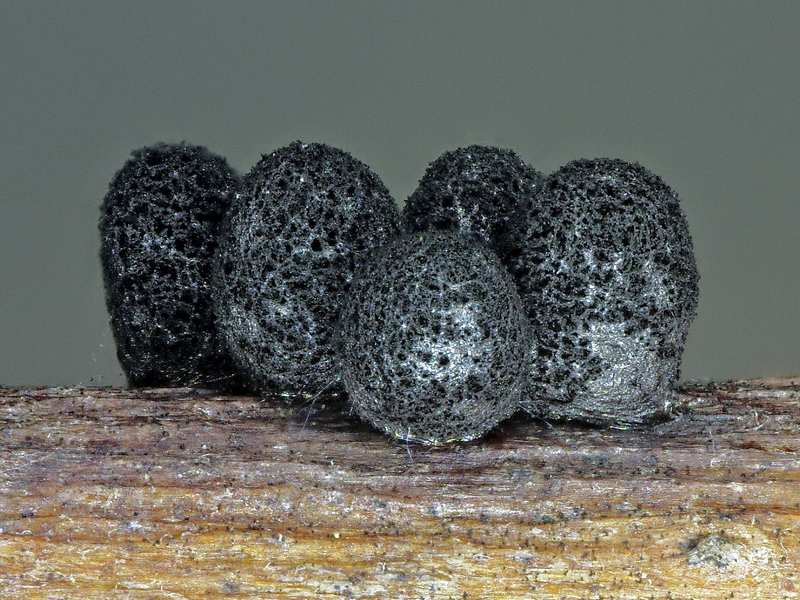 Meriderma aggregatum???