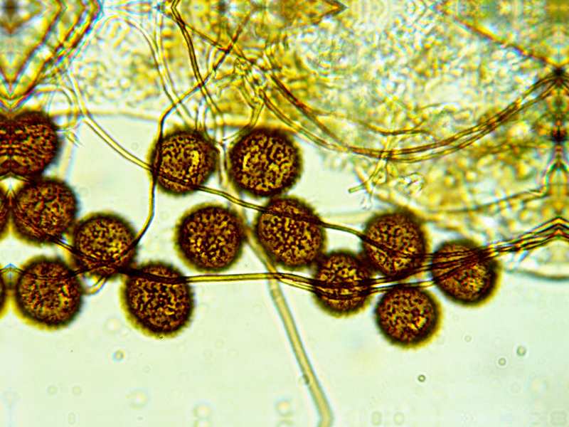 Lepidoderma carestianum