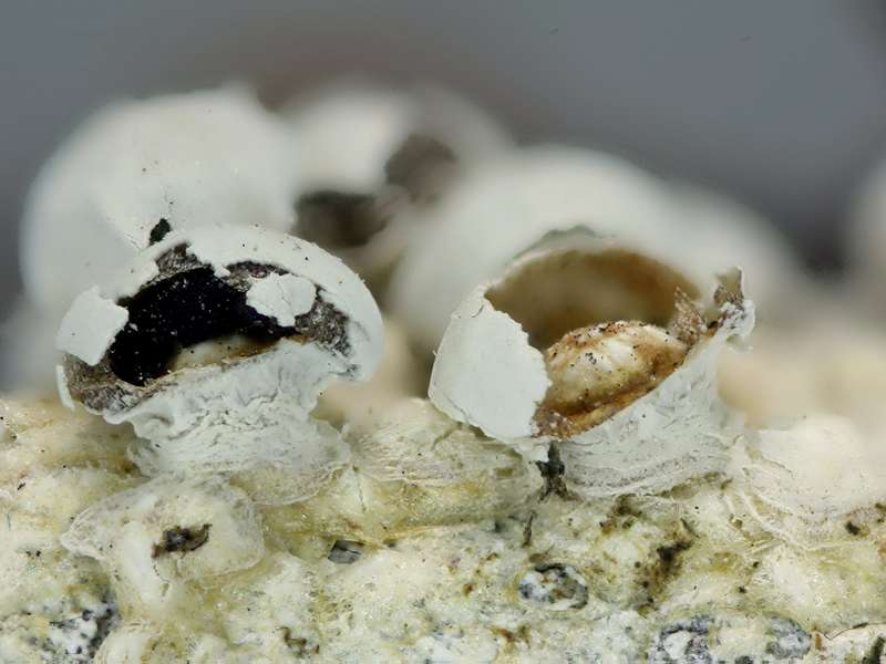 Diderma meyerae