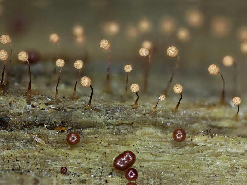 Cribraria (persoonii)??