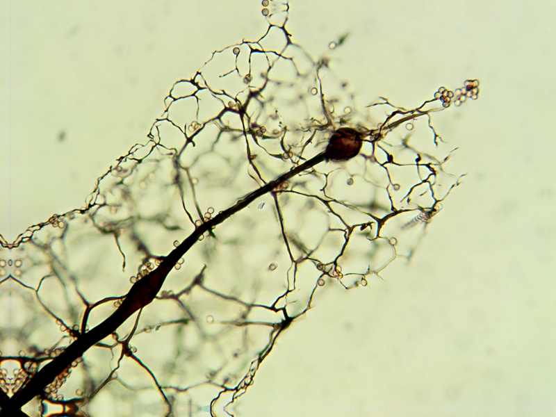 Stemonitis herbatica??