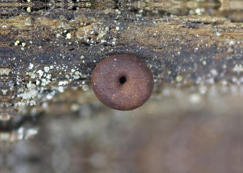 Perichaena chrysosperma