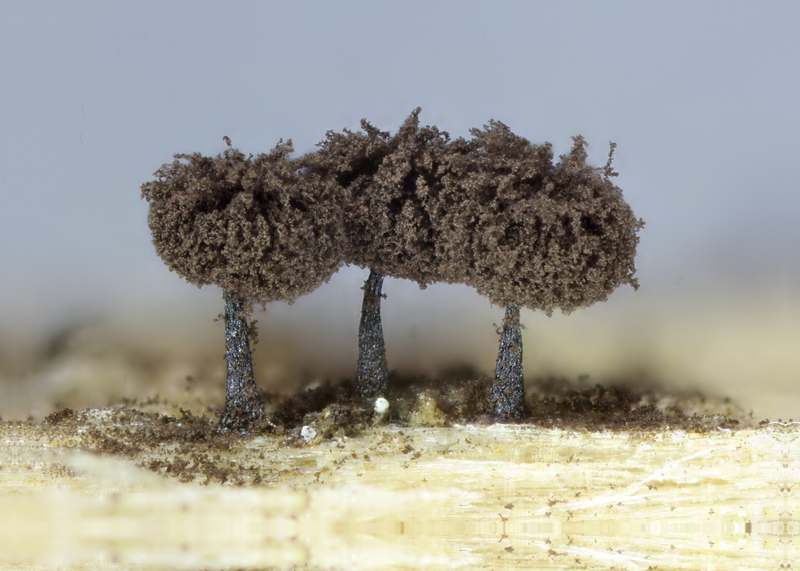 Enerthenema papillatum