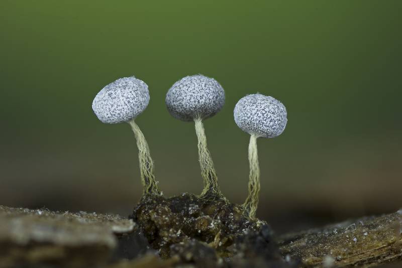Physarum sp.