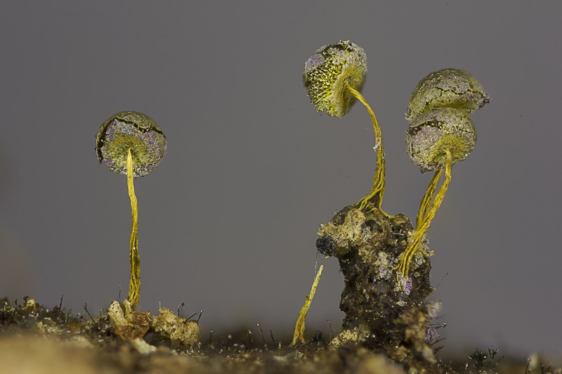 Physarum flavicomum