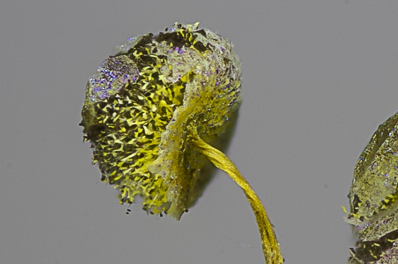 Physarum flavicomum