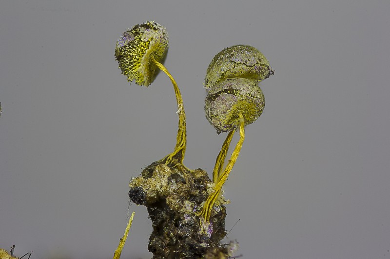 Physarum flavicomum