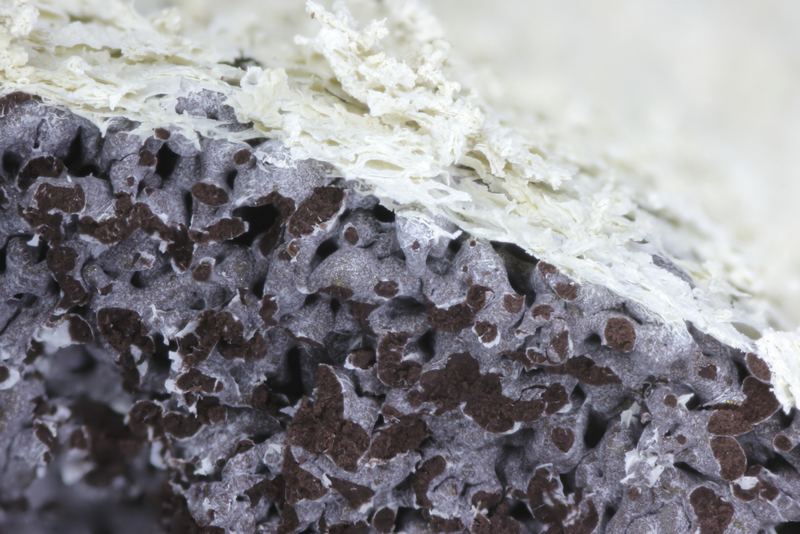 di che si tratta?  Mucilago crustacea