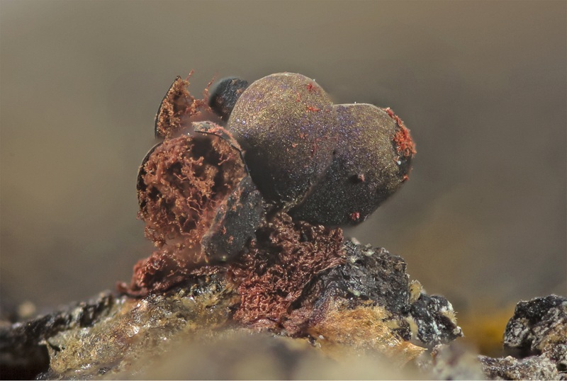 Metatrichia strana