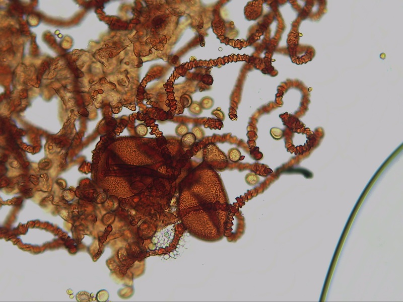 Metatrichia strana