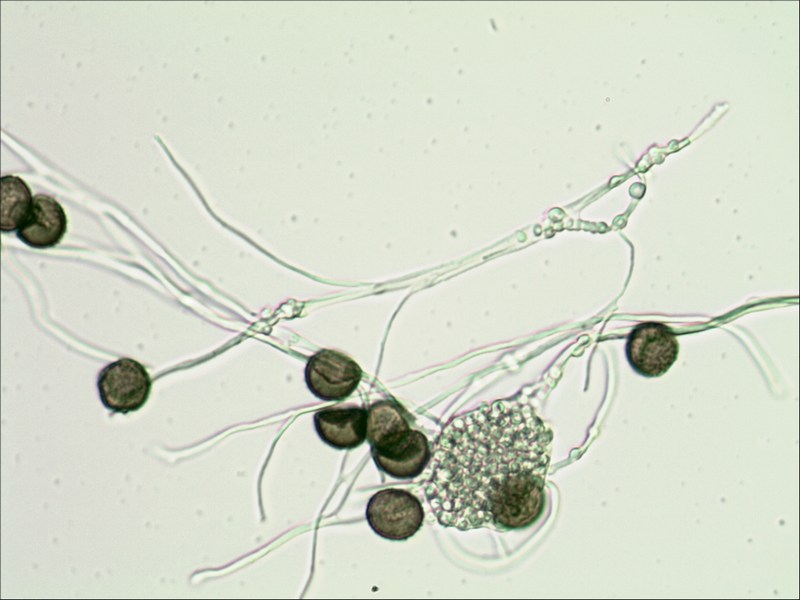 Diderma o Physarum