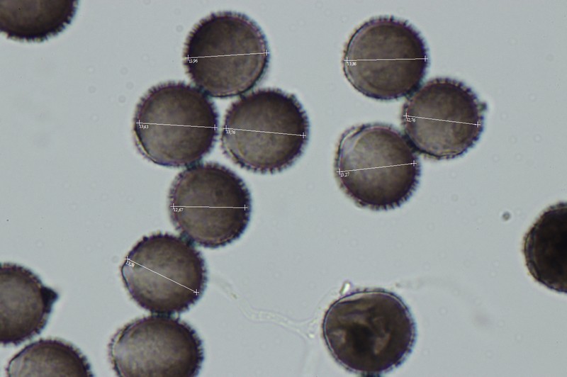 Lamproderma echinosporum