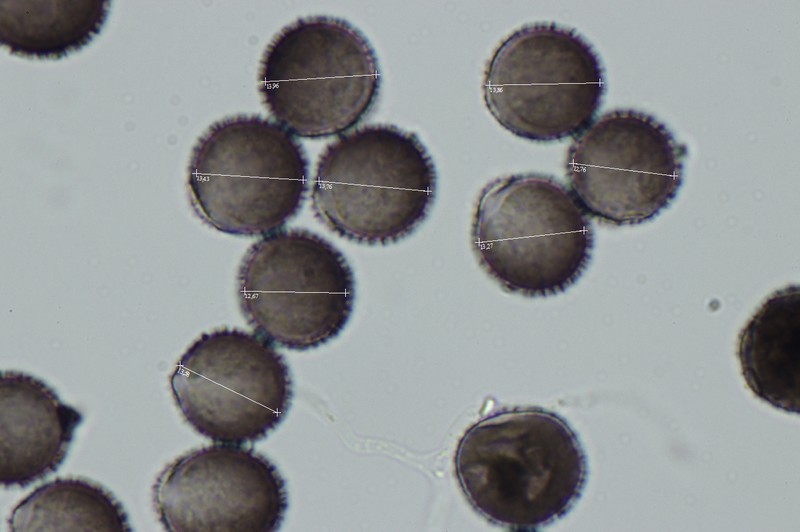 Lamproderma echinosporum