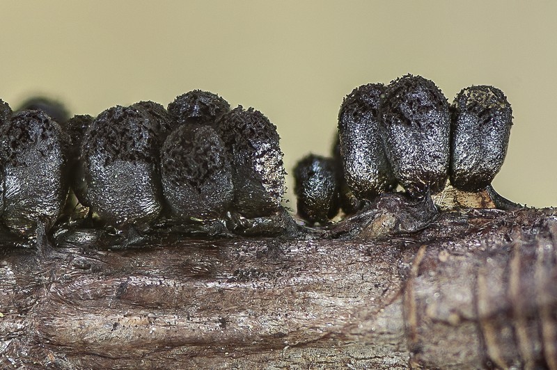 Meriderma echinulatum