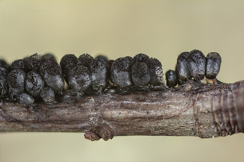 Meriderma echinulatum