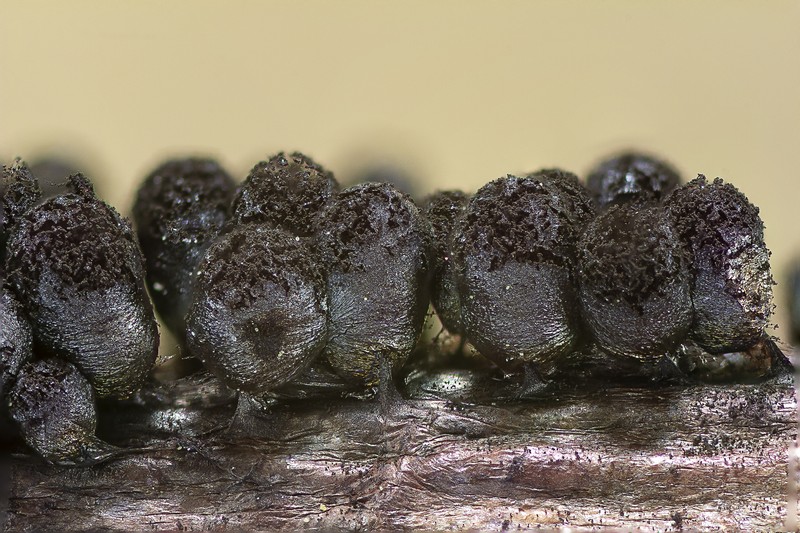 Meriderma echinulatum