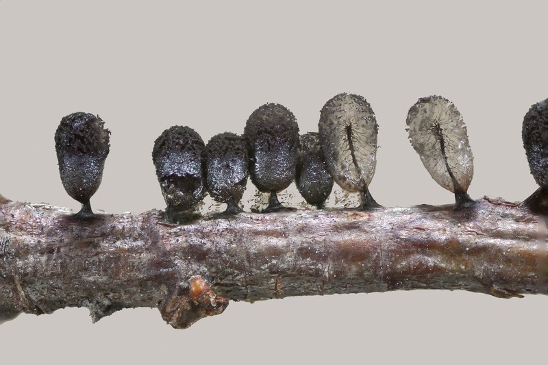 Meriderma echinulatum