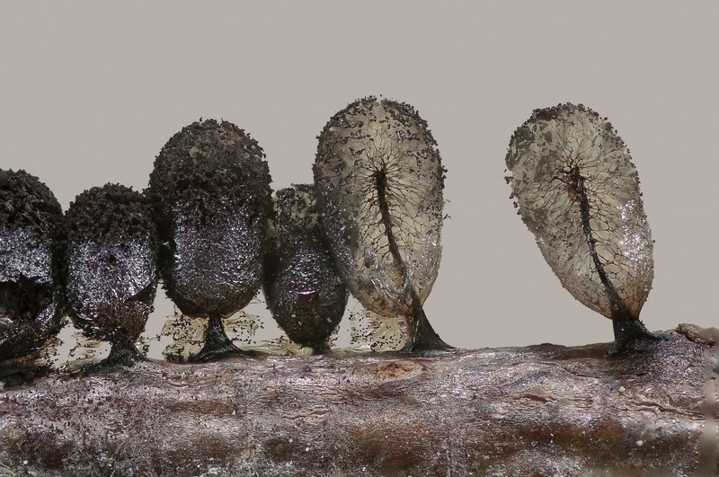 Meriderma echinulatum